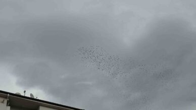 binlerce kus gokyuzunde gorsel solen olusturdu jlapQupb