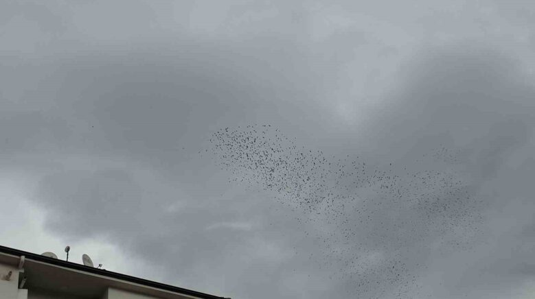 binlerce kus gokyuzunde gorsel solen olusturdu jlapQupb