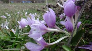 boluda baharin mujdecisi cigdemler cicek acti 7lpRVFIM