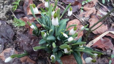 boluda baharin mujdecisi kardelenler yuzunu erken gosterdi FIWIDpIZ