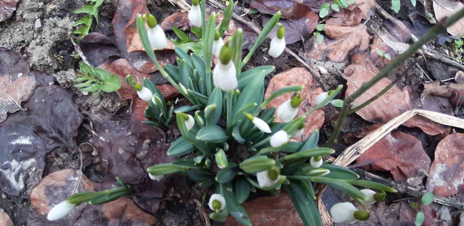 boluda baharin mujdecisi kardelenler yuzunu erken gosterdi FIWIDpIZ