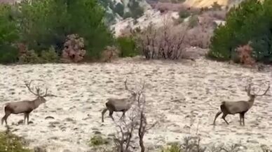 boluda koruma altindaki kizil geyikler goruntulendi bH3dXhdb