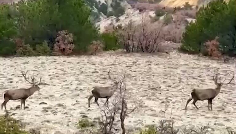 boluda koruma altindaki kizil geyikler goruntulendi bH3dXhdb