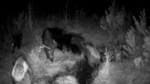 boluda yaban hayati fotokapanlarla goruntulendi GHaGBd71