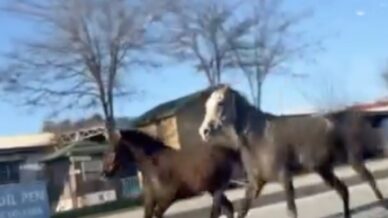 corumda basibos atlar trafigi tehlikeye atti o anlar kamerada mYJBNcM9