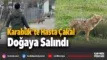 Karabük’te yerleşim yerine inen hasta çakal tedavi edilip doğaya salındı dddddddddddddd