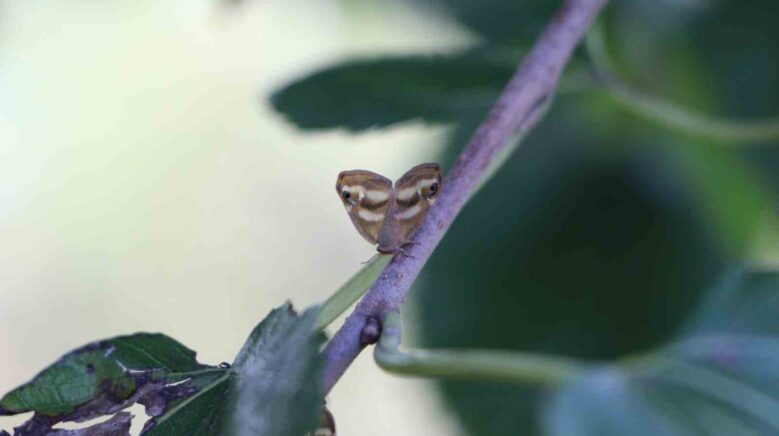 dogu karadenizde uclu istilaci tur tarimi tehdit ediyor ds6pwX4q