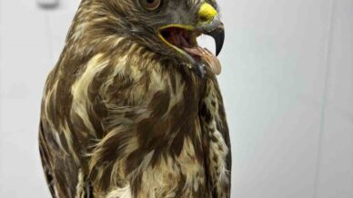 goc yolunda yorgun dusen hayvanlarin yardimina koyluler yetisiyor gjM6OXdp