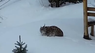 gumushanede bir evin bahcesinde vasak goruntulendi DEvXqfE5