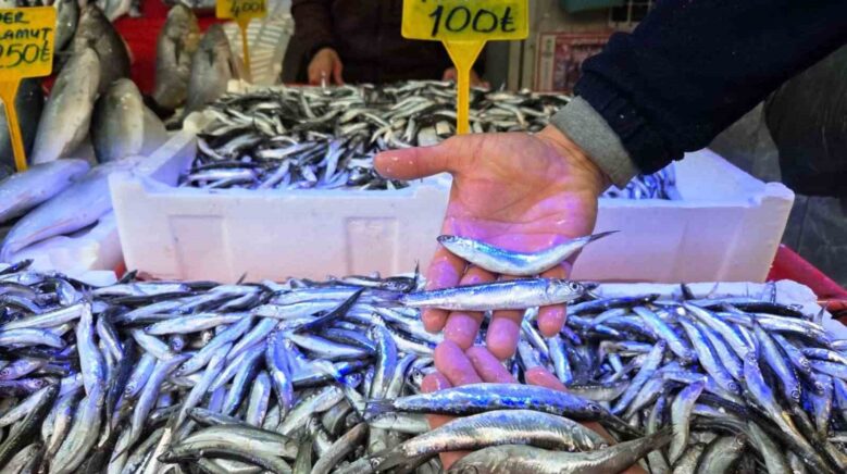 karadenizde hamsi bereketi tezgahlar iri hamsiyle doldu 5OXykhqX