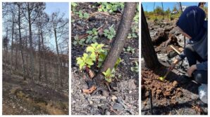 kbu yangin sonrasi ekolojik sureci arastiracak ex7XfeZA