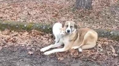 kedi ve kopegin dostlugu yuzleri guldurdu nV4JXTMD