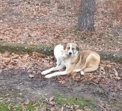 kedi ve kopegin dostlugu yuzleri guldurdu nV4JXTMD