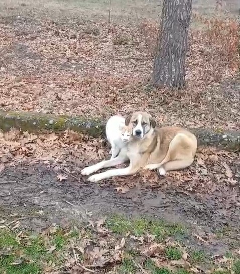 kedi ve kopegin dostlugu yuzleri guldurdu nV4JXTMD