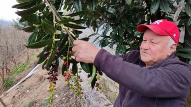 kis ortasinda yalanci bahara aldanan karayemis ve dut agaclari cicek acip meyve verdi QpxnDr6W