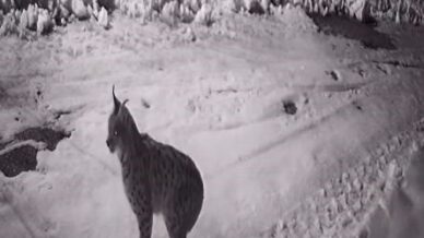 koye inen ac kalan yabani hayvanlar guvenlik kameralarina yakalandi K2jlw7yJ