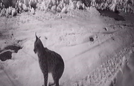 koye inen ac kalan yabani hayvanlar guvenlik kameralarina yakalandi K2jlw7yJ