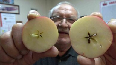 misket elma yok satiyor taklitlerinden yildiz testiyle ayirt ediliyor 35CmmIrX