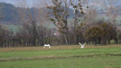 nadir rastlanan beyaz balikcil kuslar boluda goruntulendi AyNPgWJf