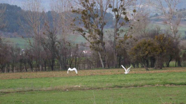 nadir rastlanan beyaz balikcil kuslar boluda goruntulendi AyNPgWJf