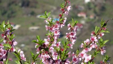 orduda yalanci bahar meyve agaclari kisin cicek acti zrD2u6bI