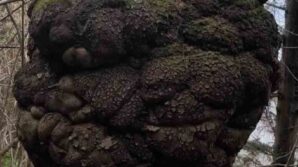 ormanin kalbindeki agac yumrusu gorenleri hayrete dusurdu pjwT1VdT