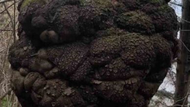 ormanin kalbindeki agac yumrusu gorenleri hayrete dusurdu pjwT1VdT