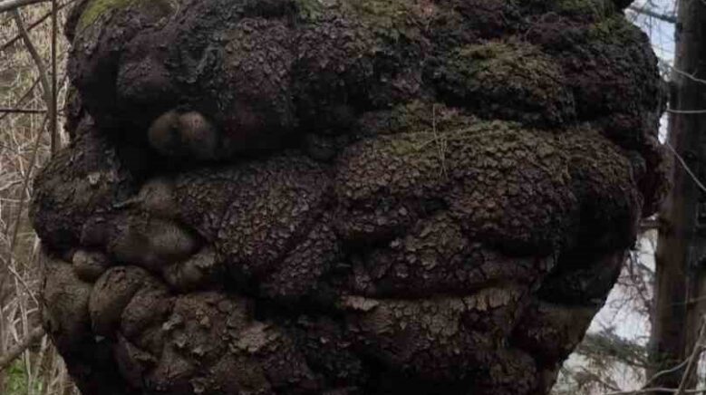 ormanin kalbindeki agac yumrusu gorenleri hayrete dusurdu pjwT1VdT