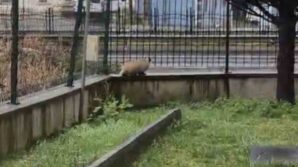 porsuk yanlislikla site bahcesine girerse 1l5HhsuY