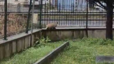 porsuk yanlislikla site bahcesine girerse 1l5HhsuY