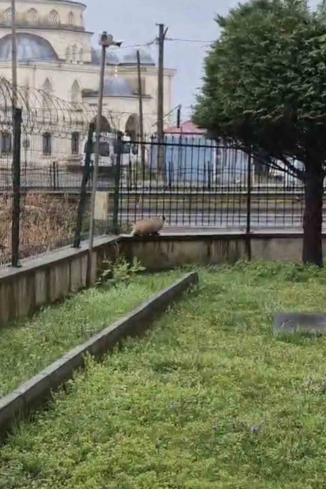 porsuk yanlislikla site bahcesine girerse 1l5HhsuY