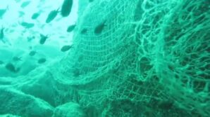 prof dr coskun eruz karadenizin dogal ekosistemini ve biyocesitliligini korumak icin hayalet aglari temizlemek hXnBpEwO