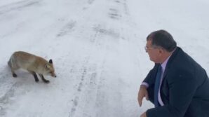 sahara gecidinde karsilastigi tilkiye yiyecek verdi afCuCyty