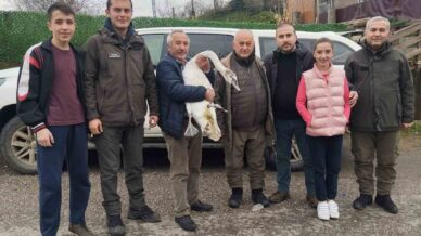 sahil kenarinda bulunan kugu koruma altina alindi IRH92fxr