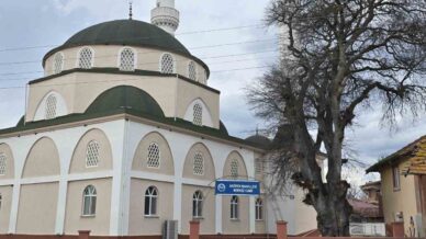 samsunda asirlik citlembik agaci icin koruma cagrisi BxNJwPtw