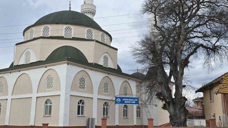 samsunda asirlik citlembik agaci icin koruma cagrisi BxNJwPtw