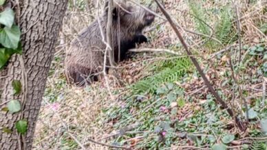 samsunda avcilarin sezon finali 3 domuz avlandi cPxShszv