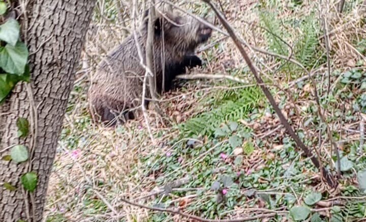 samsunda avcilarin sezon finali 3 domuz avlandi cPxShszv