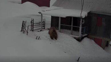 sis daginin davetsiz misafiri koca ayi evleri mesken tuttu rpNp3ztF