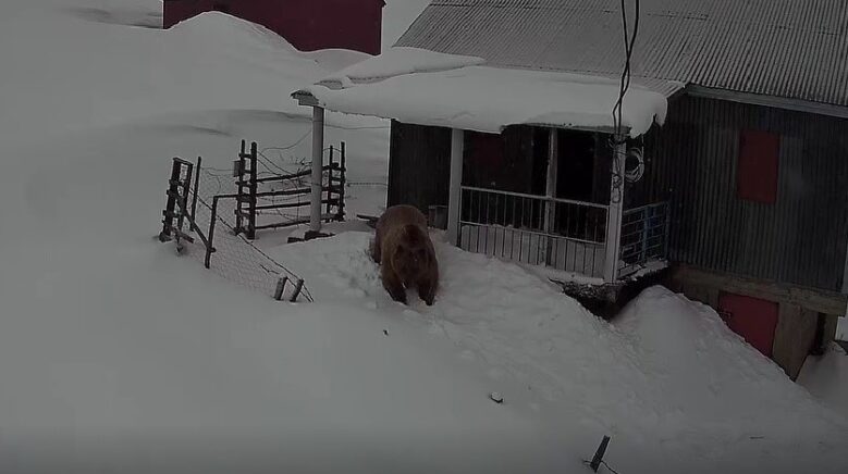 sis daginin davetsiz misafiri koca ayi evleri mesken tuttu rpNp3ztF