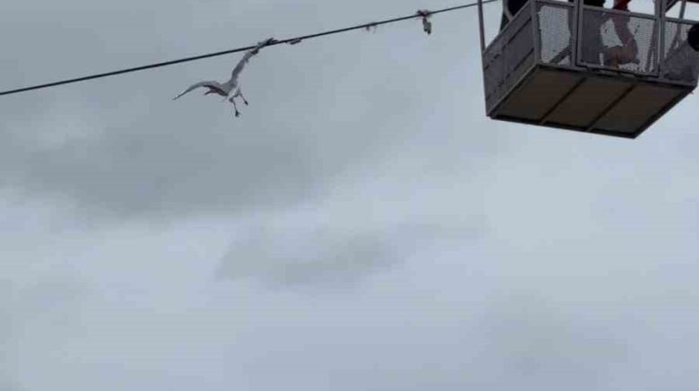 tellerde mahsur kalan martiyi itfaiye ekipleri kurtardi Q5XdFhNd