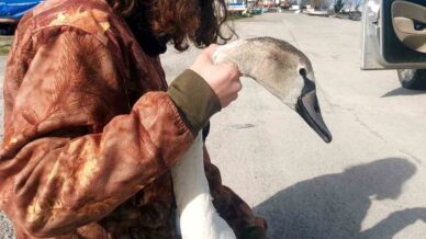 vatandaslarin buldugu yarali kugu tedavi altina alindi u4OOXlfs