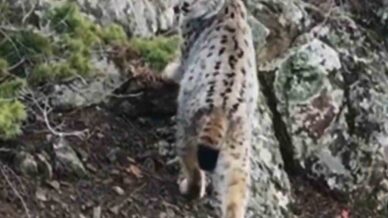 yaban hayatinda nadir goruntu artvinde daglarin zirvesinde gebe vasak kamerada XcaQ1m2t