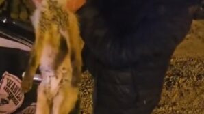 yarali tilki icin seferber oldu yUiJbvDq