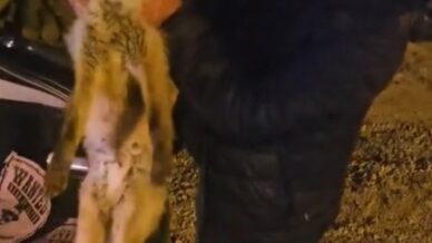 yarali tilki icin seferber oldu yUiJbvDq