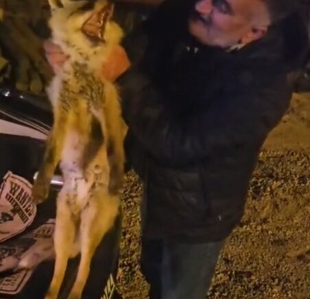 yarali tilki icin seferber oldu yUiJbvDq