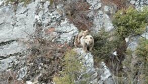 anne boz ayi sirtindaki yavrusu ile dron kamerasina yakalandi mTvRUlpZ