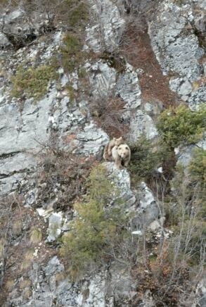 anne boz ayi sirtindaki yavrusu ile dron kamerasina yakalandi mTvRUlpZ