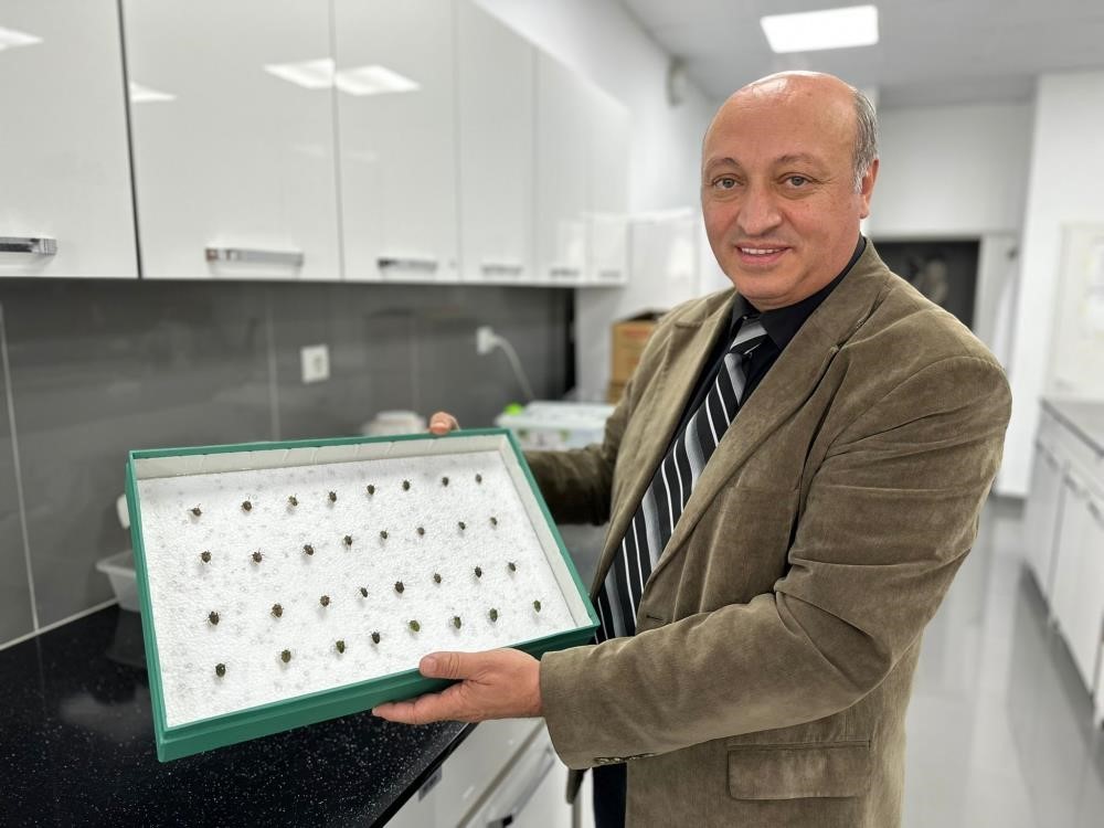 bocekler cinayetleri aydinlatiyor olum zamani ve olay yeri entomolojiyle belirlenebiliyor Jcy7gmV4
