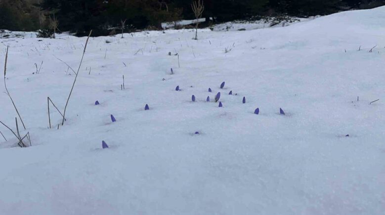 boluda acan cigdemler kar altinda kaldi 3Y3a9zDn